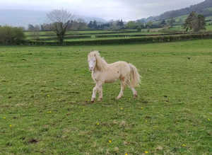 Registered Section A  perlino filly
