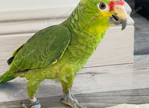 Stunning young red crown Amazon parrot