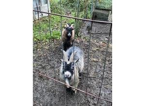 2 male Pygmy goats