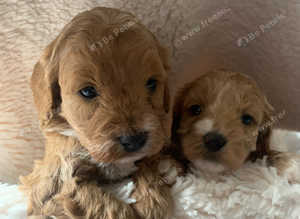Not your average cockapoo puppies, six gold variations