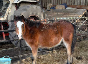 Welsh a colt