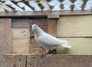 White racing pigeon