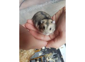 Dwarf hamsters boys and girls ready now