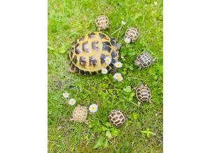 Baby Horsefield tortoises
