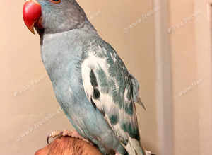 Rare pied blue hand temed baby Indian ringnick