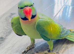 Stunning male moustache parrot