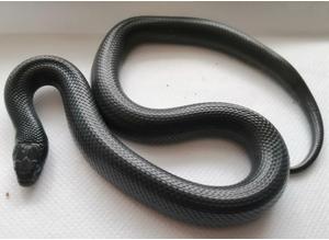 Mexican Black King Snake CB21