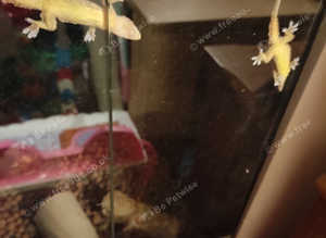 House gecko breeding group and viv