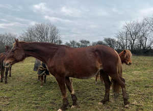 Brood mare