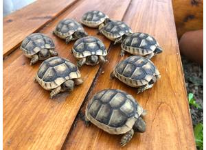 Marginated Tortoise Hatchlings. 10 Months