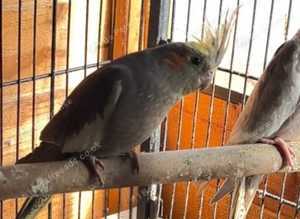 Stunning baby cocktails parrot