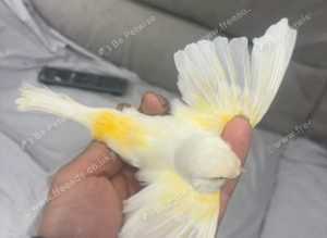 Canary