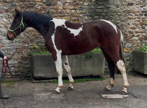 Eye Catching Young Mare With Huge Potential