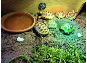 6 month old horsfield tortoises (licenced)