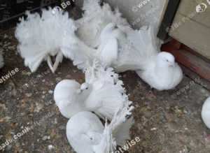 PURE WHITE FANTAIL PIGEONS / DOVES