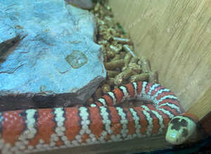 Tarahumara Mountain King Snake at Birmingham Reptiles