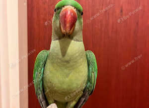 Baby alexandrine parrot for sale