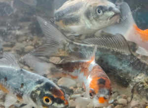 Israeli Koi 4-5inch