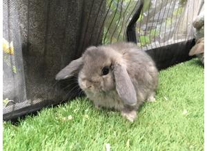 Opal and agouti mini lop baby rabbits for sale