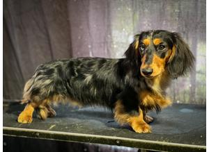 Miniature long haired Dachshund FOR STUD