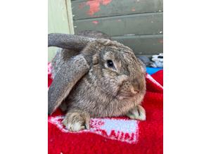 GORGEOUS CONTINENTAL GIANT CROSS FRENCH LOP YOUNGSTERS AVAILABLE