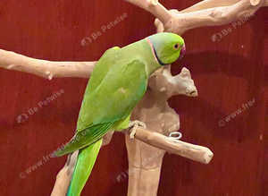 Beautiful breeding pair for sale