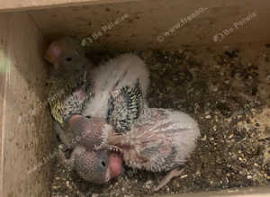 Baby budgies