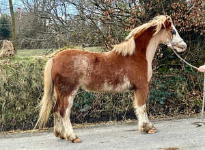 Chestnut roan mare