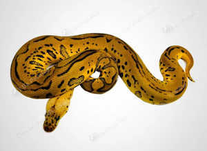 Offers accepted for these stunning pythons