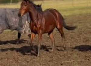 Stunning ROR PROSPECT