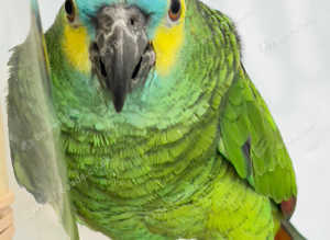 Stunning young blue fronted Amazon parrot