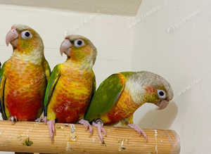 Stunning baby conure parrot
