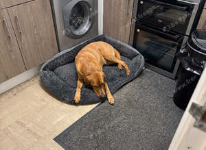 Red fox Labrador £300 no offers