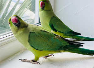 Stunning young Indian ringnick parrot