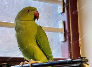 Stunning baby Indian ringnick parrot