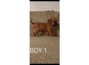 Border terrier puppies for sale