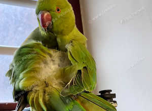 Stunning Indian ringnick parrot