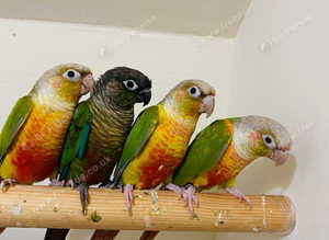 Stunning young conure parrot