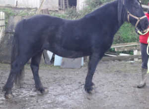 Stunning 5 year old Fell mare registered