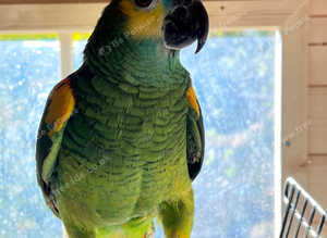 Very beautiful young blue fronted Amazon
