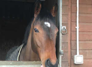 Thoroughbred gelding