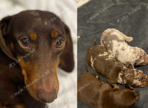 Dachshund gorgeous chocolate & tan boy