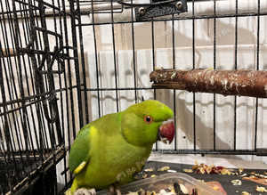 Baby green Indian ringnick parrot
