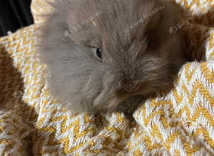 Double mane lionhead