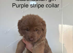 Rare kc reg Isabella white and blue German shepherd pups