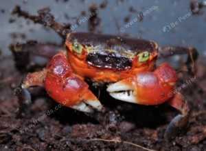 Red Apple Crabs at Birmingham Reptiles