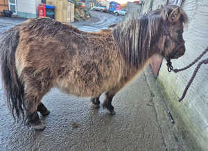 SPSBS registered miniature Shetland filly in foal