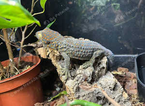 Tokay Gecko
