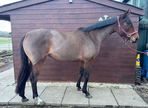maisie for sale 16.1 mare