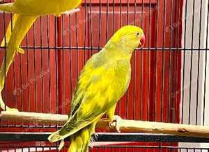Gorgeous and rare yellow pied Indian ringnick